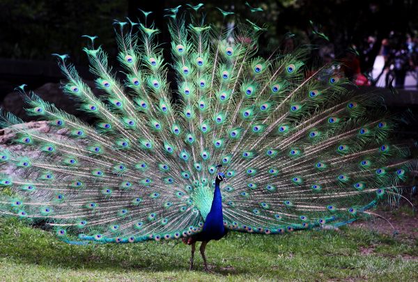 Peacock